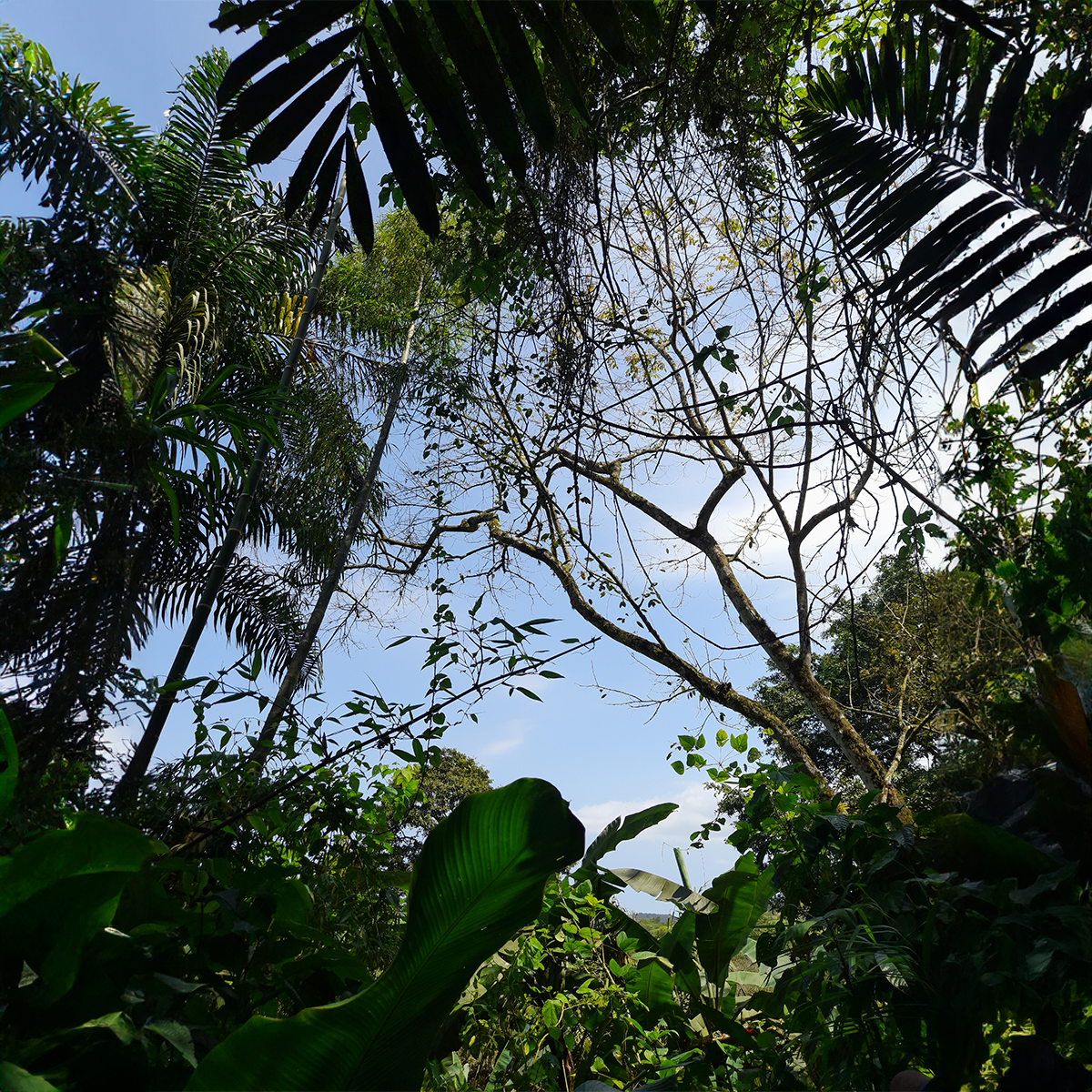 Full day tour, humid forest, local gastronomy and Toquilla straw hats all in one.