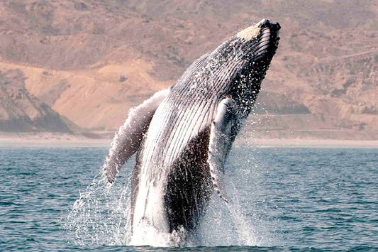 Humpback Whale Migration to the Coasts of Manta, Ecuador