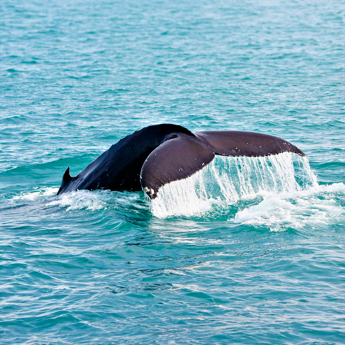 Coastal tour-humpback whale watching